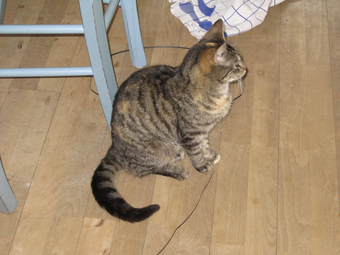 Huskat Ester billede 5