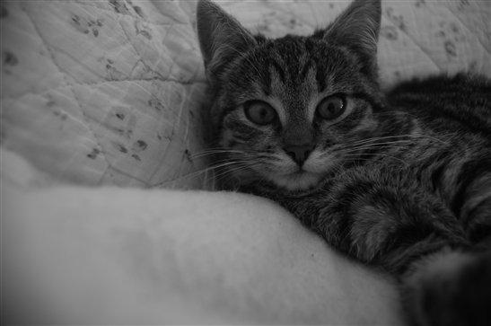 Huskat Ester billede 2