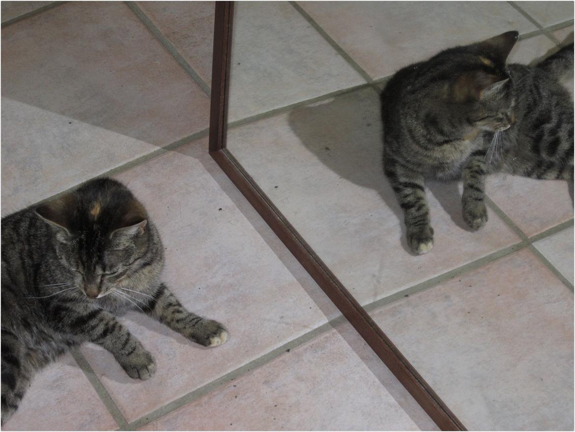 Huskat Ester billede 8