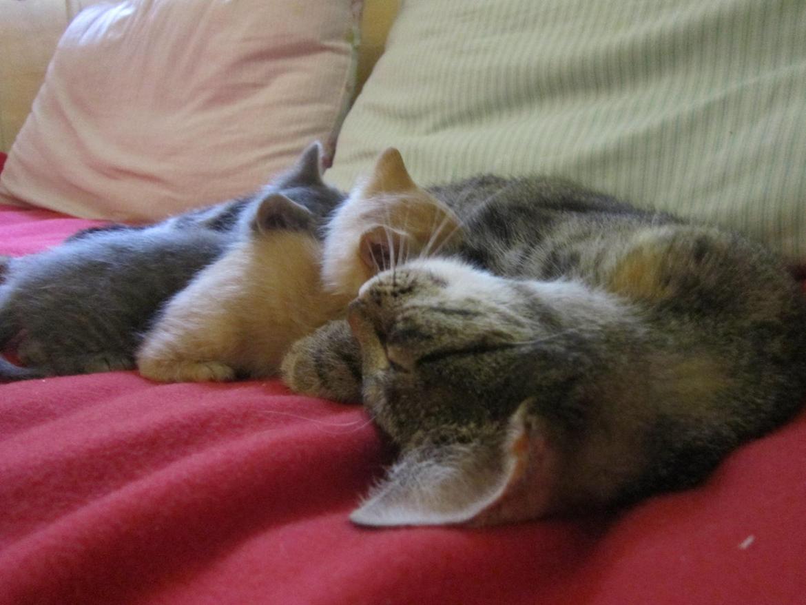 Huskat Ester billede 9