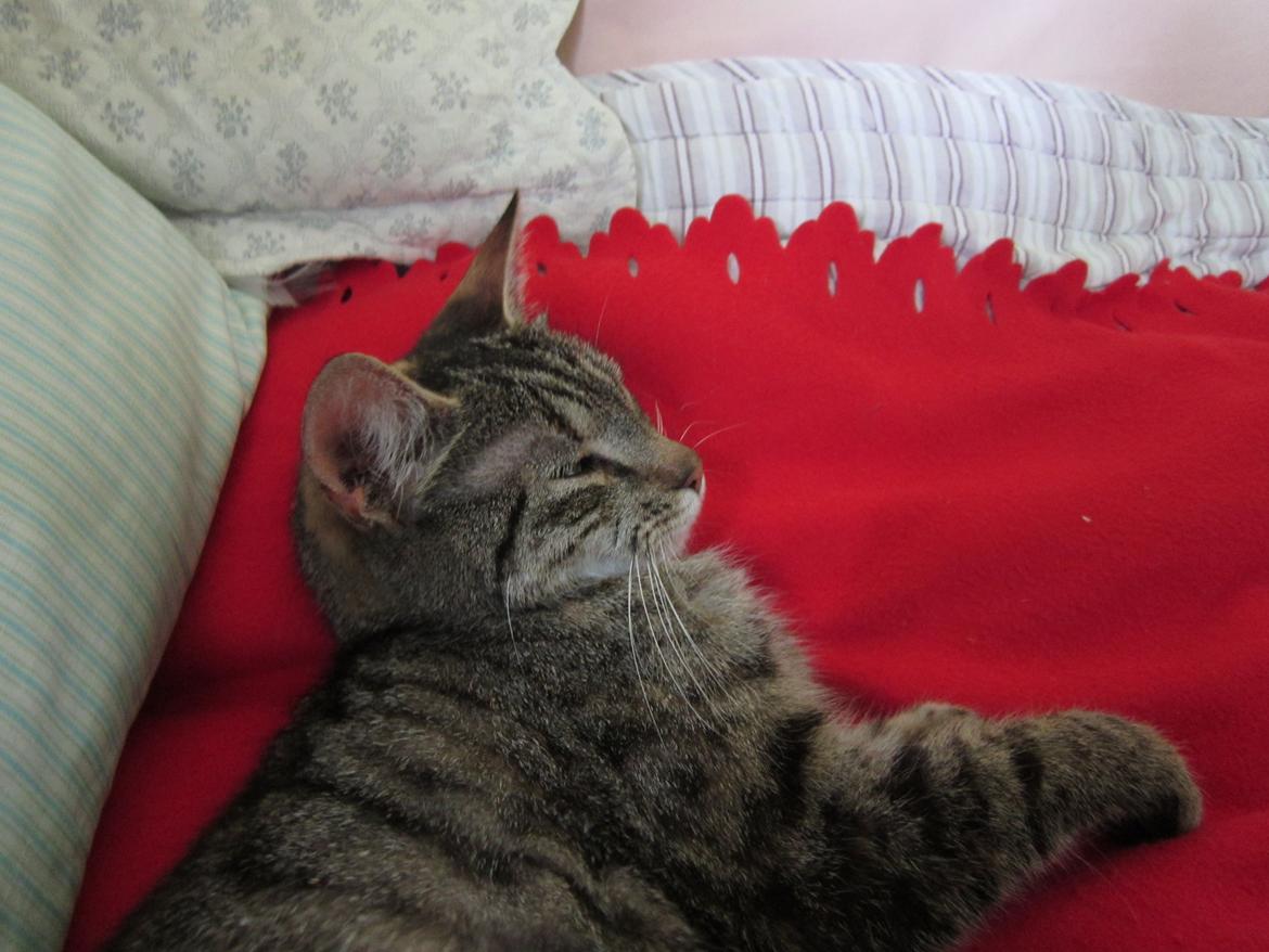 Huskat Ester billede 10