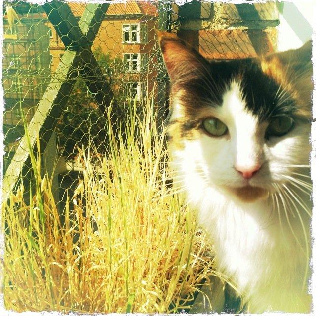 Blanding af racer Maggie McFish billede 6