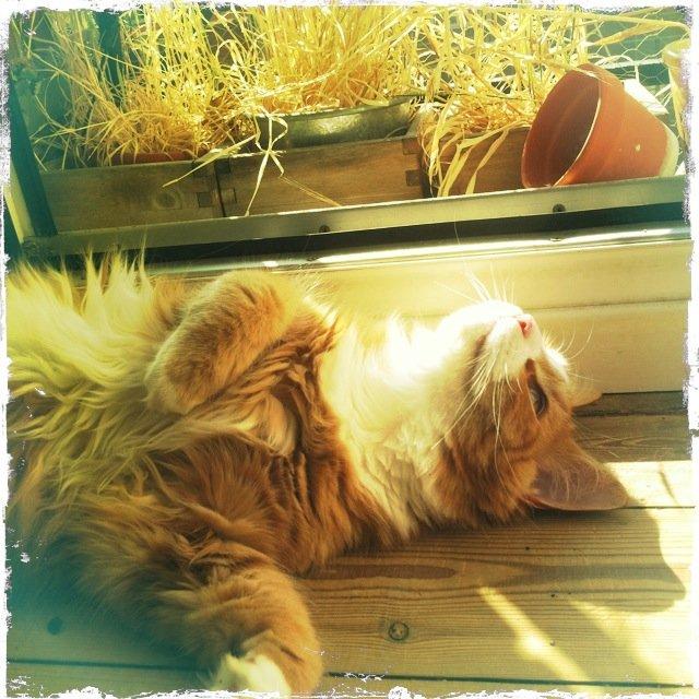 Blanding af racer Thomas O'Malley billede 2