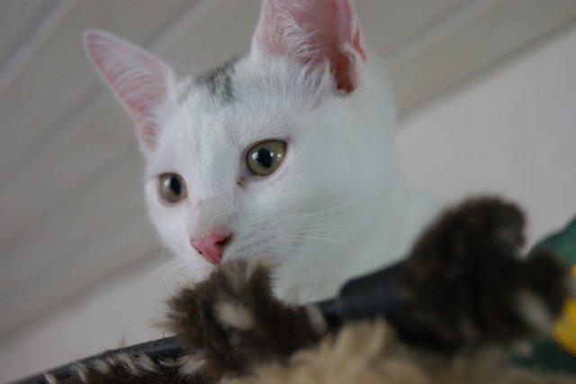 Huskat Rumle billede 3