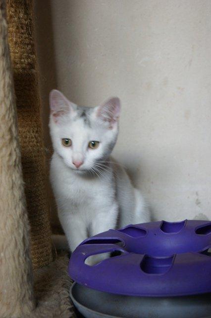 Huskat Rumle billede 4