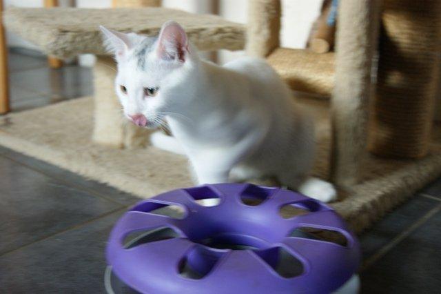 Huskat Rumle billede 5