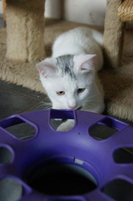 Huskat Rumle billede 6