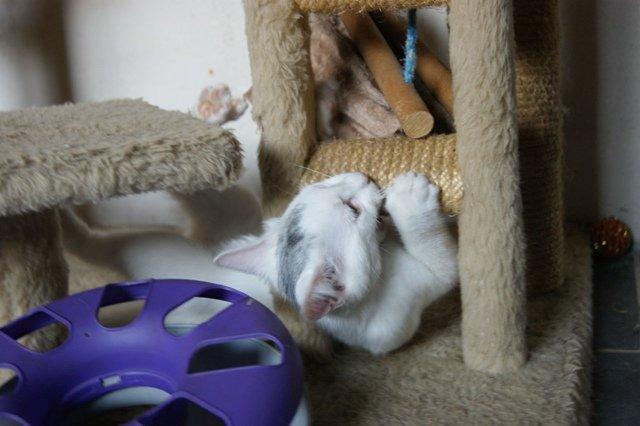 Huskat Rumle billede 7