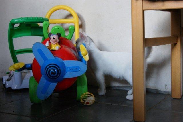 Huskat Rumle - Hvad er dette for noget underligt noget???? billede 8