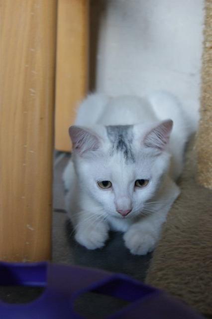 Huskat Rumle billede 9