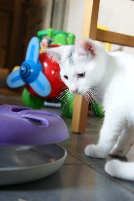 Huskat Rumle billede 10