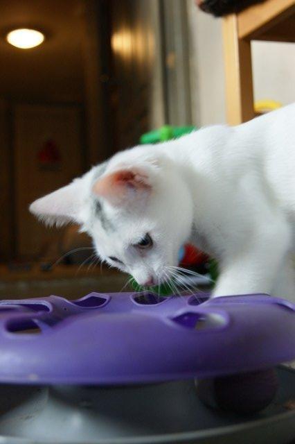 Huskat Rumle billede 11