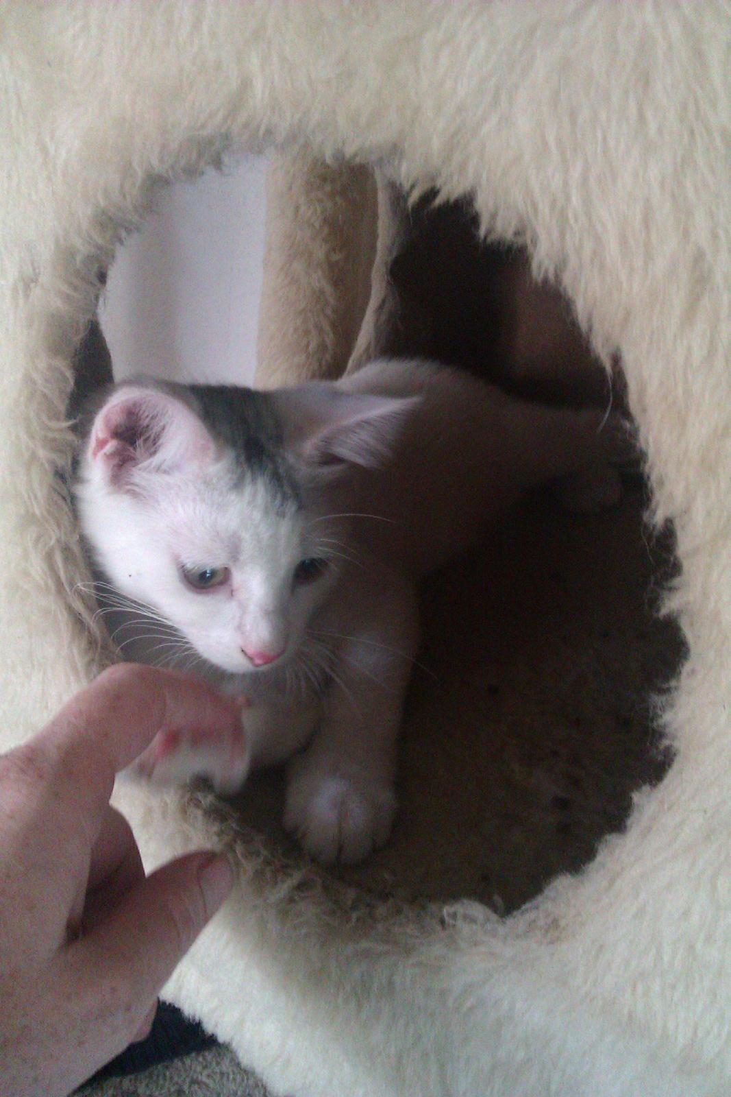 Huskat Rumle - Holder lige min nye menneske mor i hånden/poten billede 12