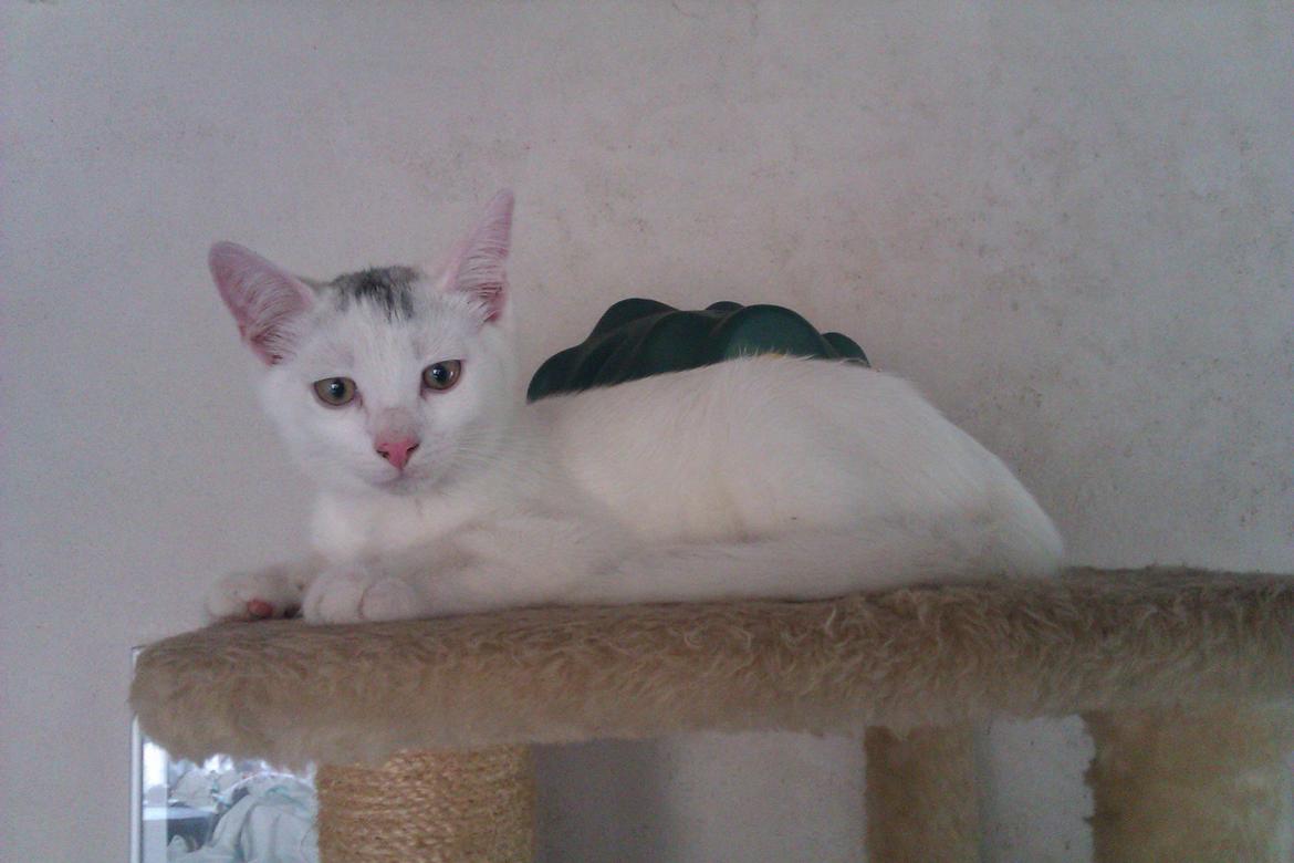 Huskat Rumle - Hej jeg hedder Rumle og velkommen til min profil billede 1