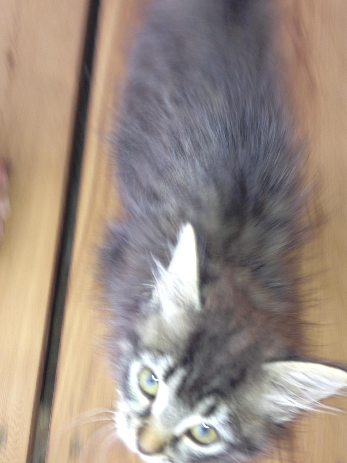 Blanding af racer Ziggi billede 11