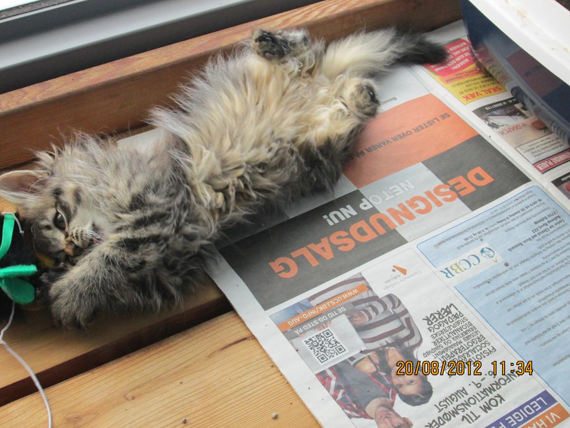 Blanding af racer Ziggi billede 12