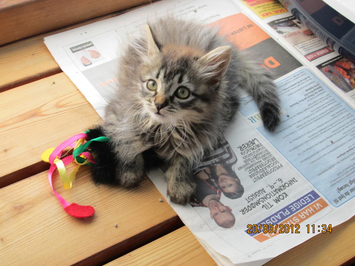 Blanding af racer Ziggi billede 13