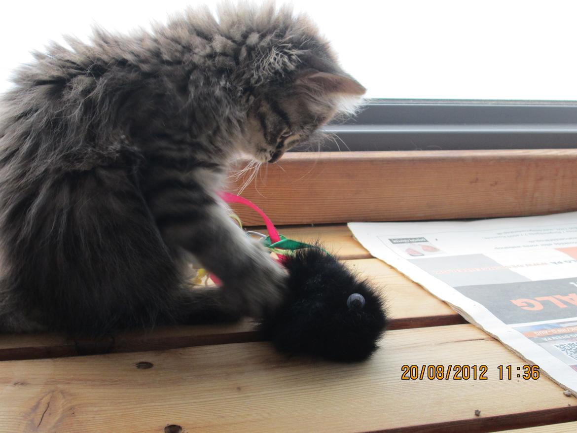 Blanding af racer Ziggi billede 14