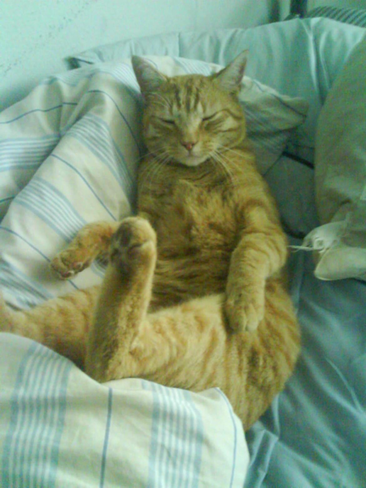 Huskat Simba billede 1