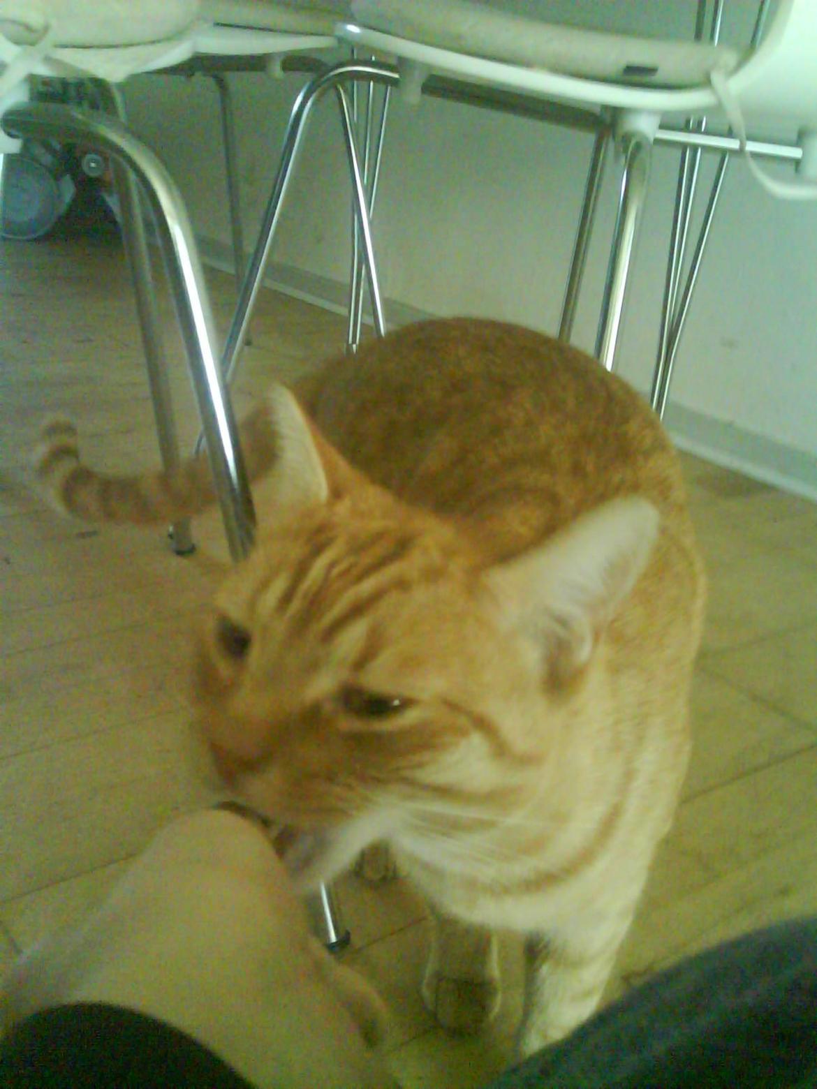 Huskat Simba billede 4