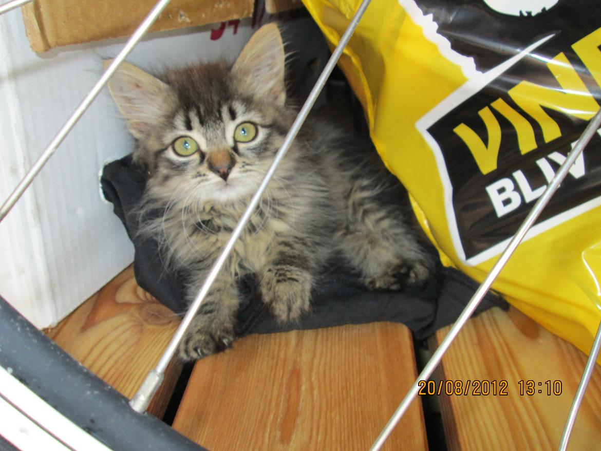 Blanding af racer Ziggi billede 15