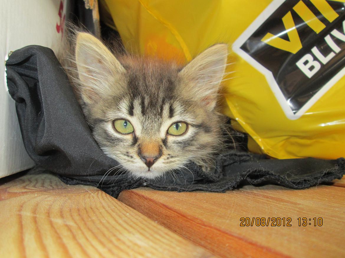 Blanding af racer Ziggi billede 16