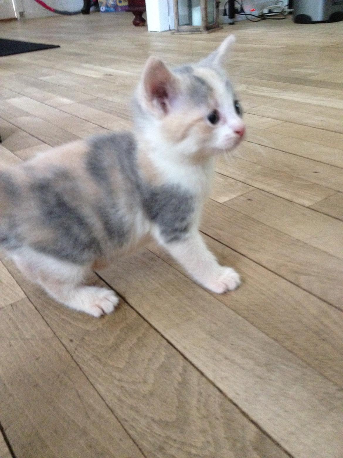 Huskat Chloe billede 1