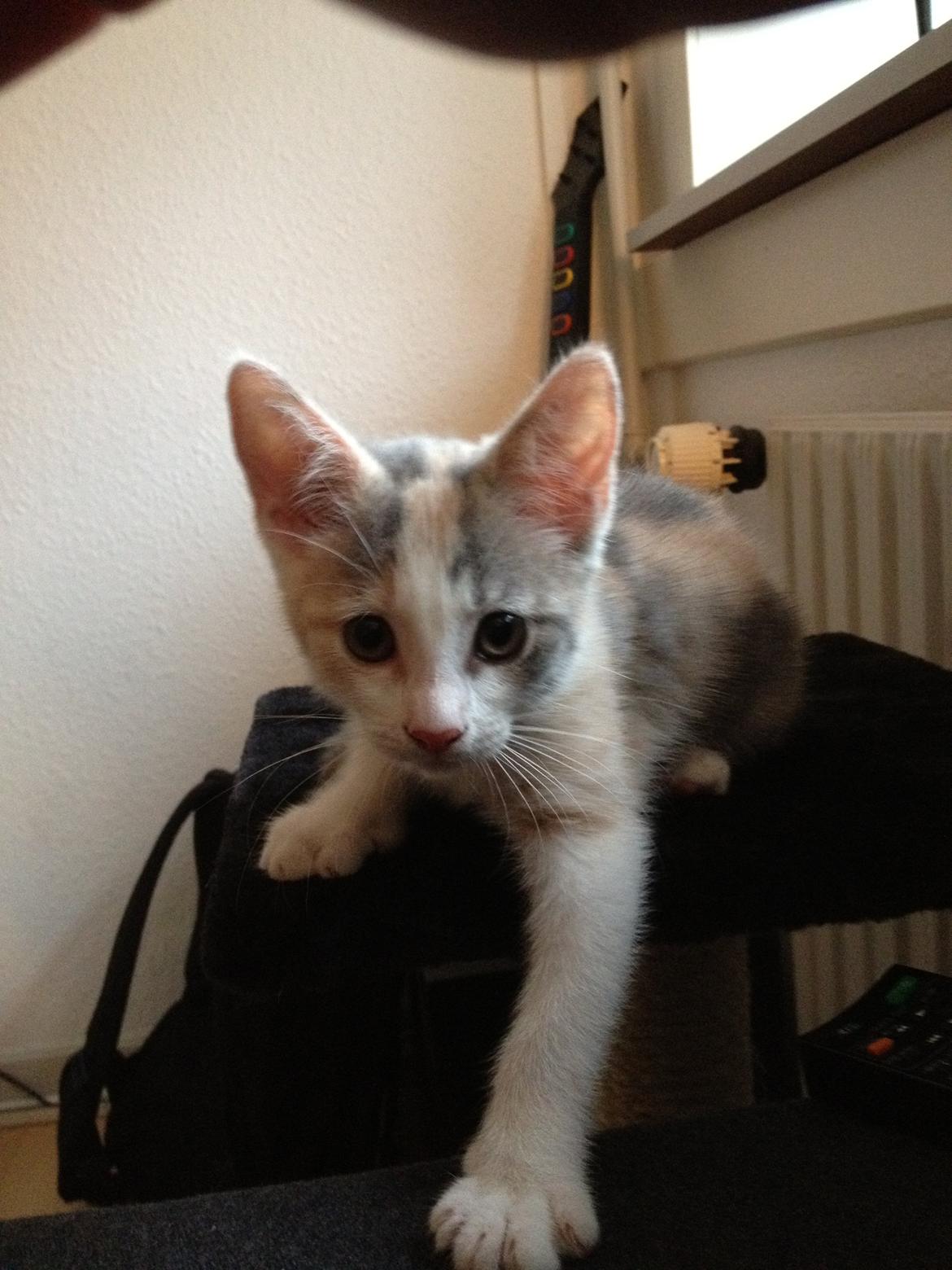 Huskat Chloe billede 2