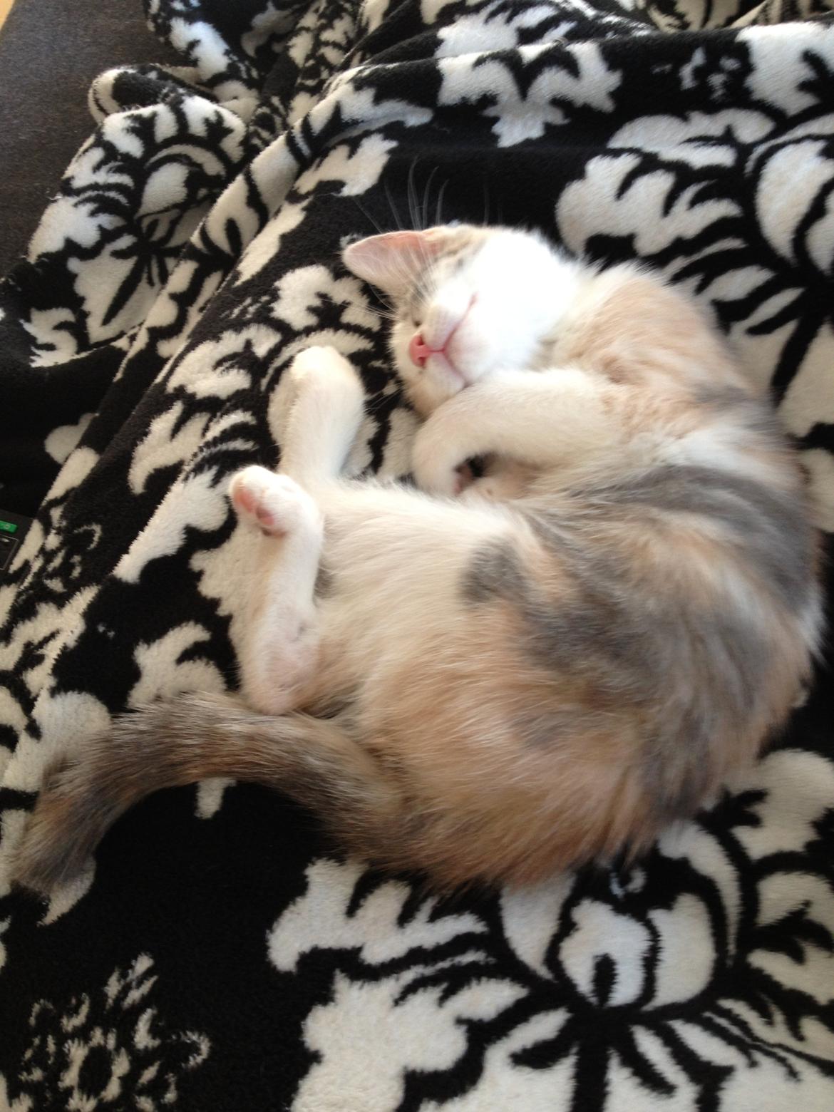 Huskat Chloe billede 3