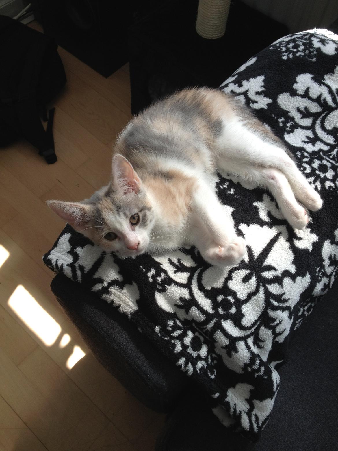 Huskat Chloe billede 4