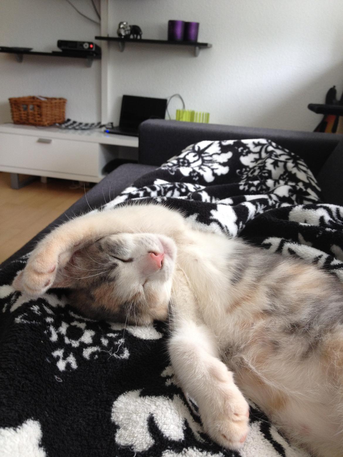 Huskat Chloe billede 5