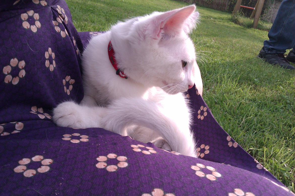 Huskat Rumle - Dagen efter han er kommet hjem til os... han har fået en sele på og prøver at komme med ud i det dejlige vejr men det er mest tryk ved menneskemor :D ♥ billede 13