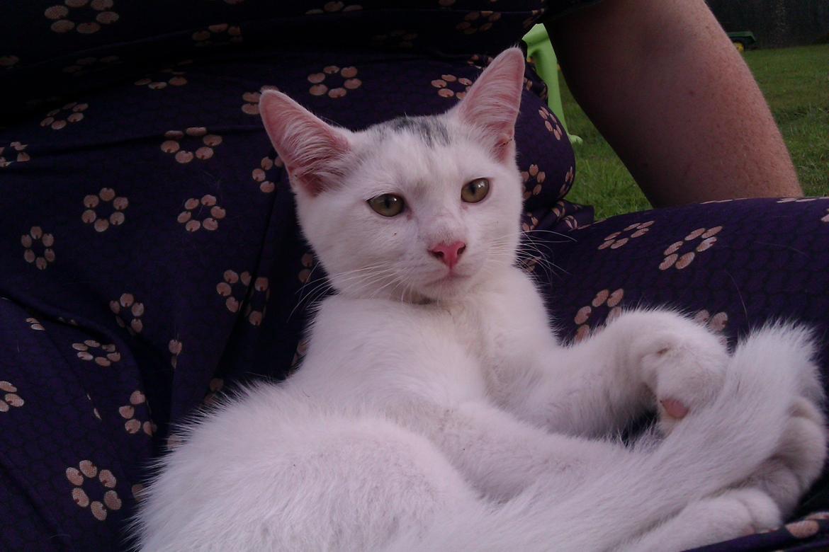 Huskat Rumle - Ude i haven (med kattesele) det er mest tryk og ligge ved min nye menneskemor billede 14