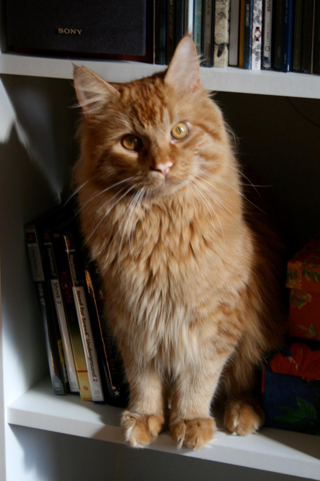 Maine Coon Joey billede 3