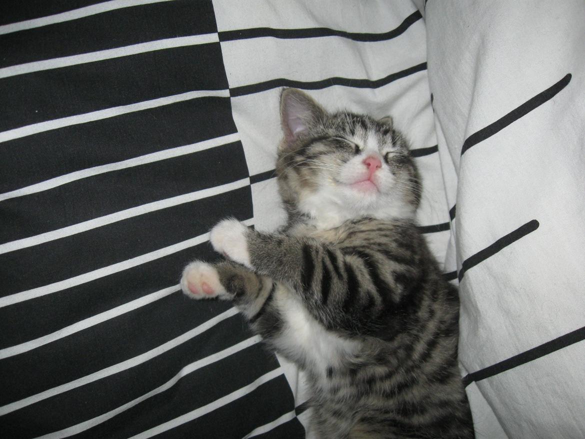 Blanding af racer Simba billede 1