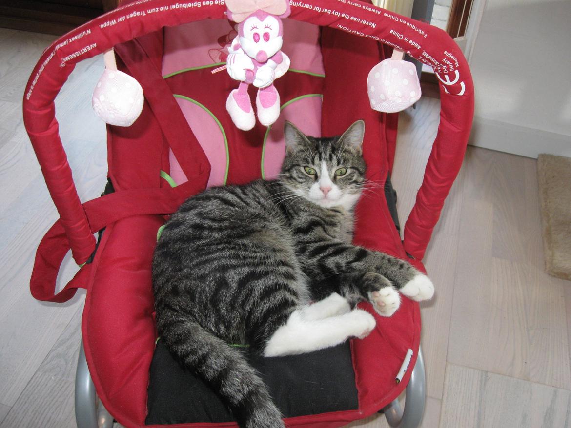 Blanding af racer Simba - Den er da ikke til børn, er den?? ;-) billede 2