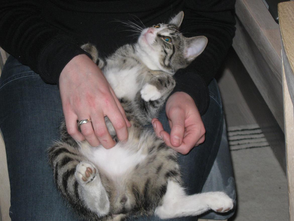 Blanding af racer Simba - Det er så dejliiiiig! billede 4