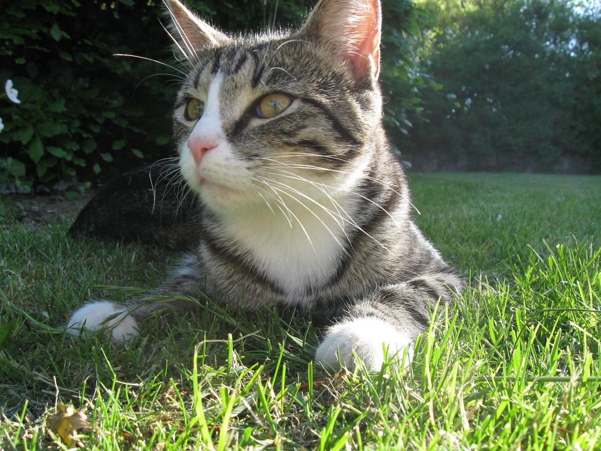 Blanding af racer Simba billede 3