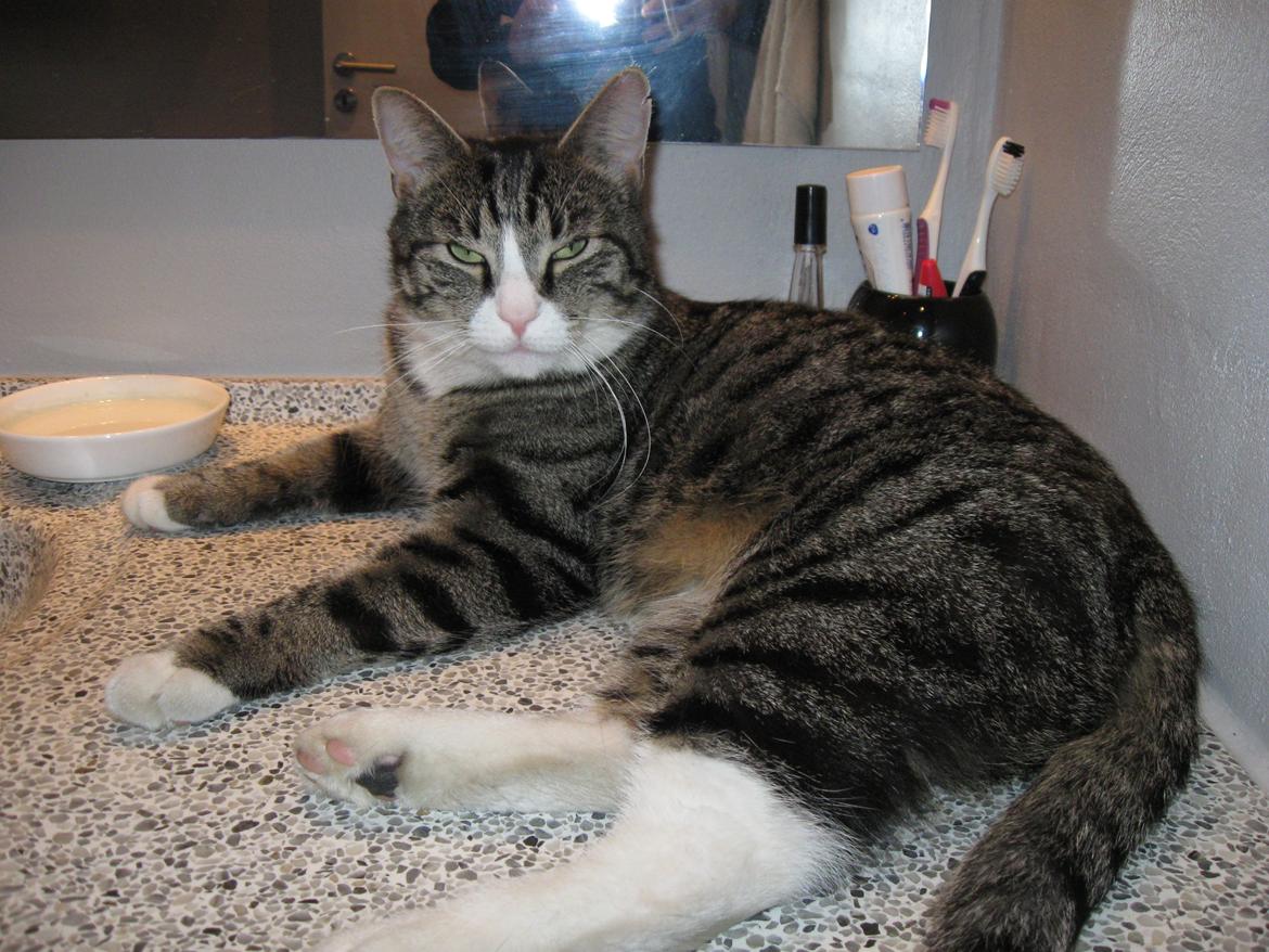 Blanding af racer Simba billede 5