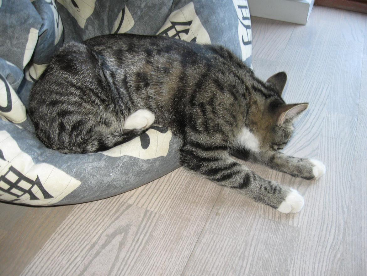 Blanding af racer Simba - Hvis man er træt nok, så kan man altså godt sove sådan. billede 6