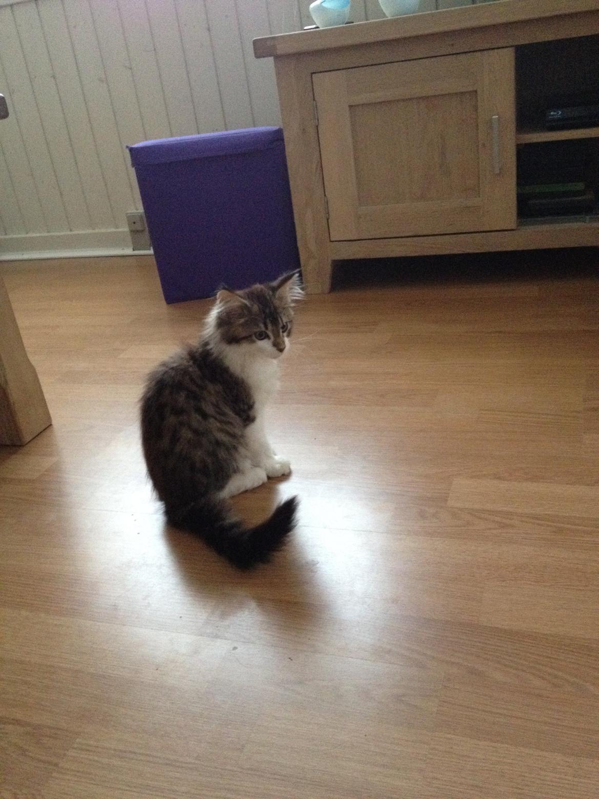 Maine Coon Zeus billede 1