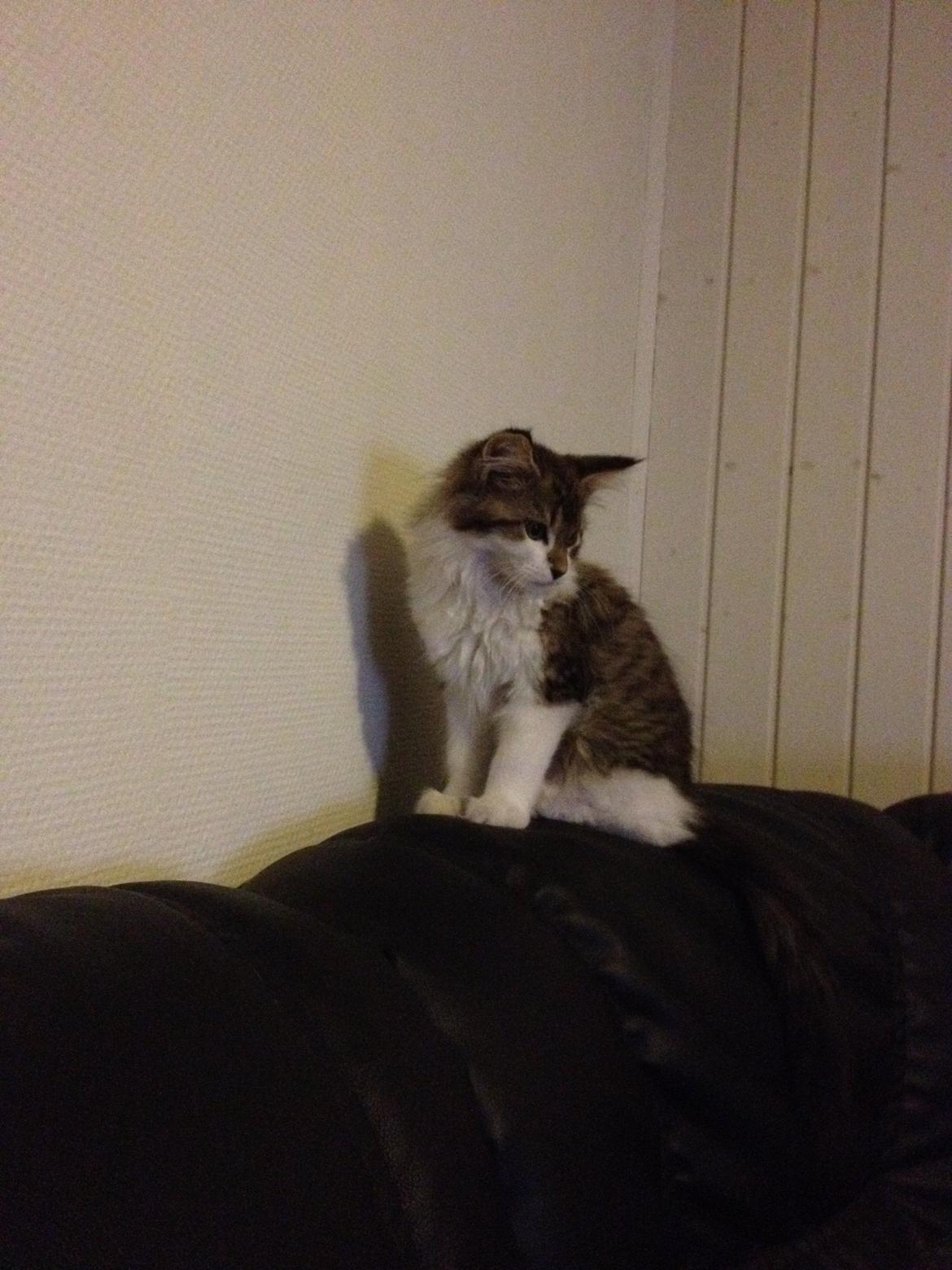 Maine Coon Zeus billede 2