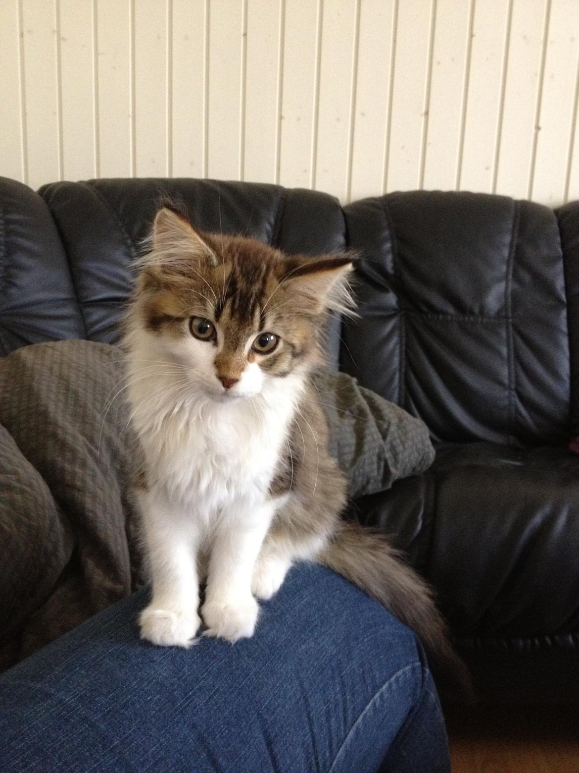 Maine Coon Zeus billede 3