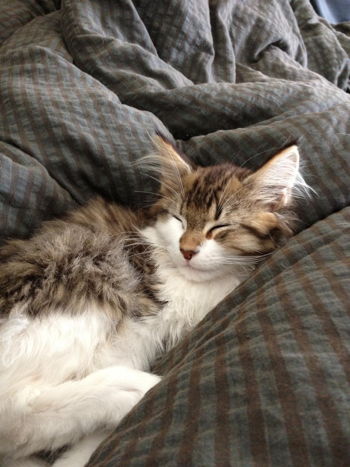 Maine Coon Zeus billede 4