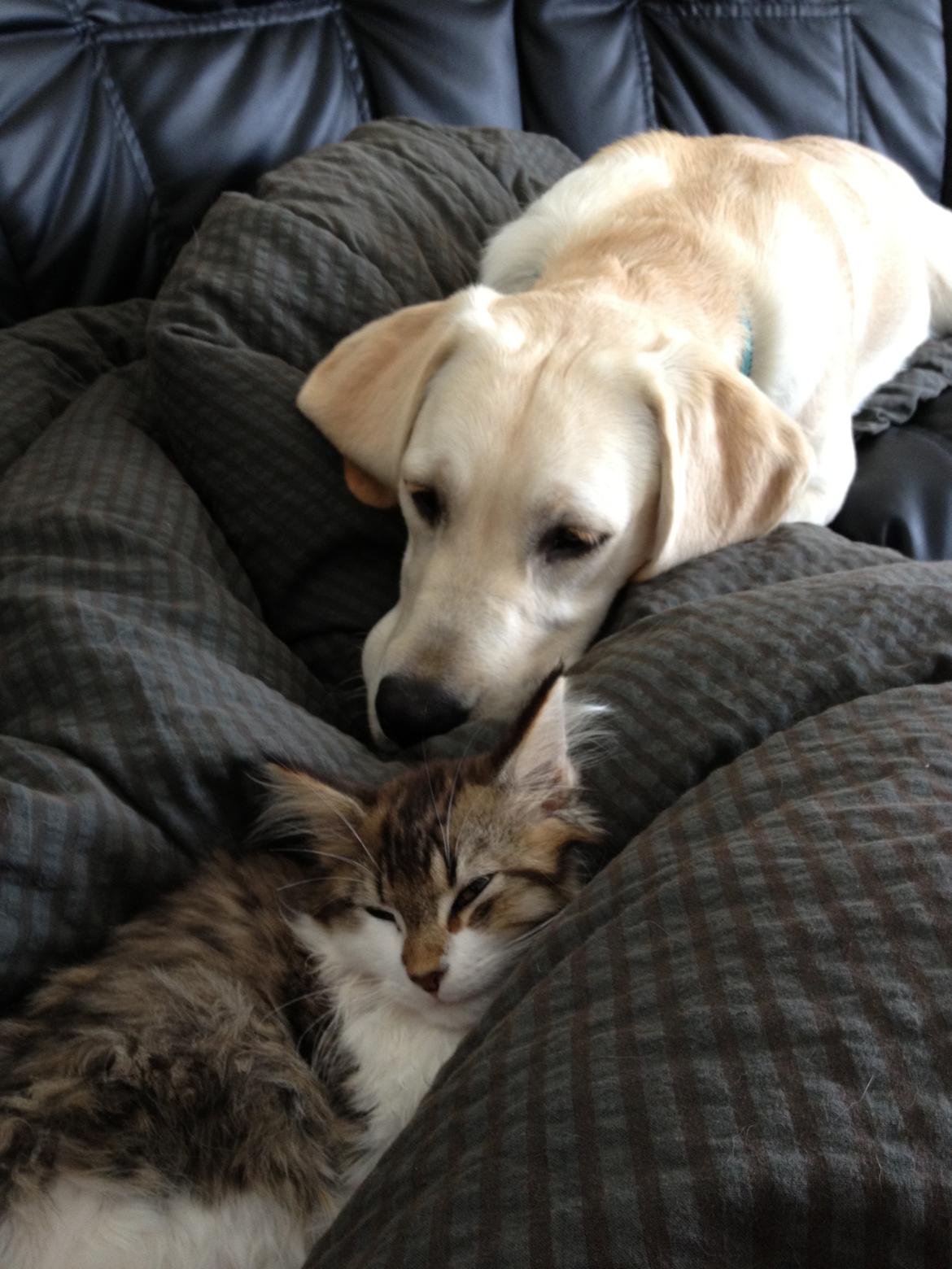 Maine Coon Zeus billede 5