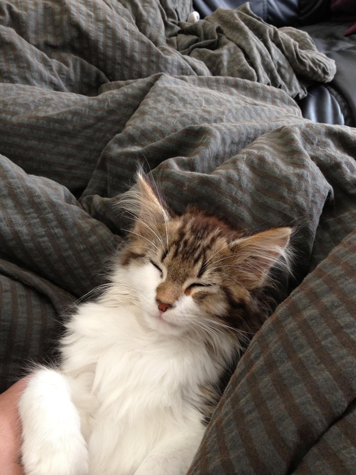 Maine Coon Zeus billede 6