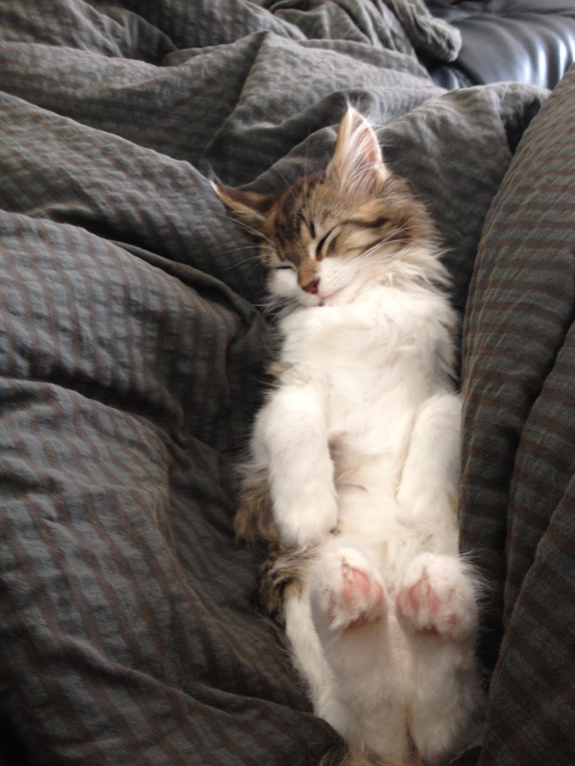 Maine Coon Zeus billede 7