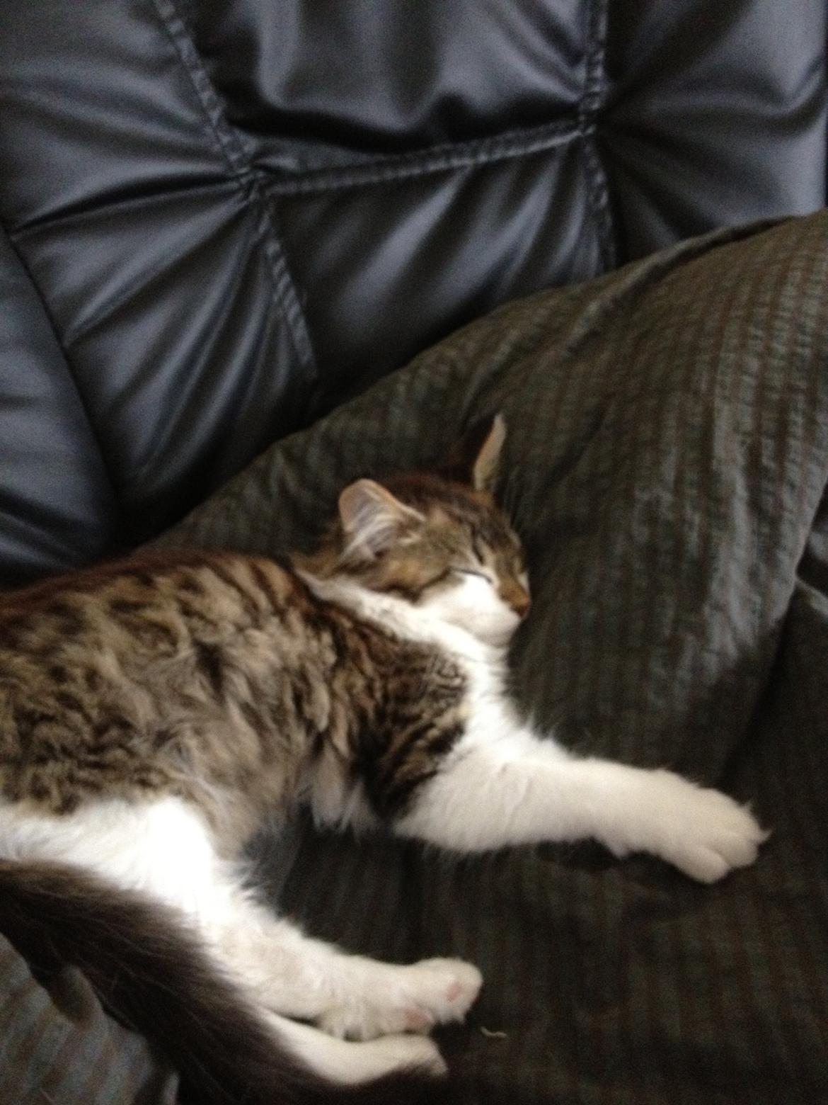 Maine Coon Zeus billede 8