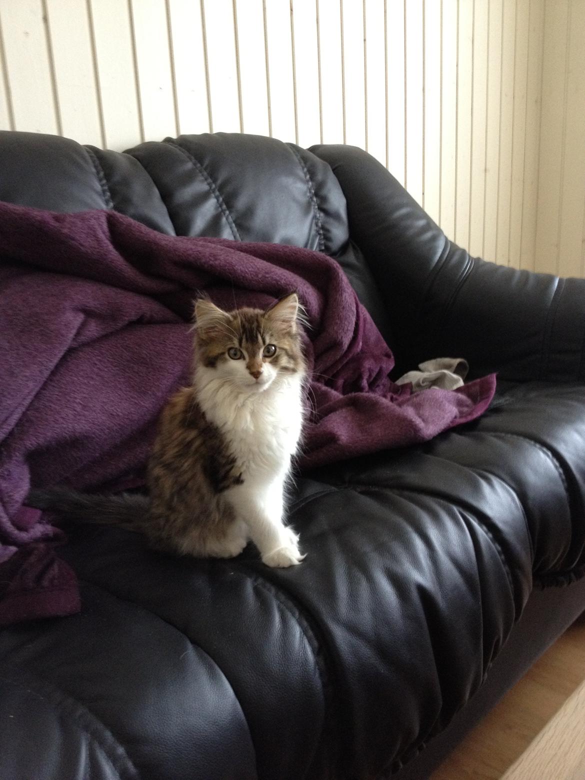 Maine Coon Zeus billede 9