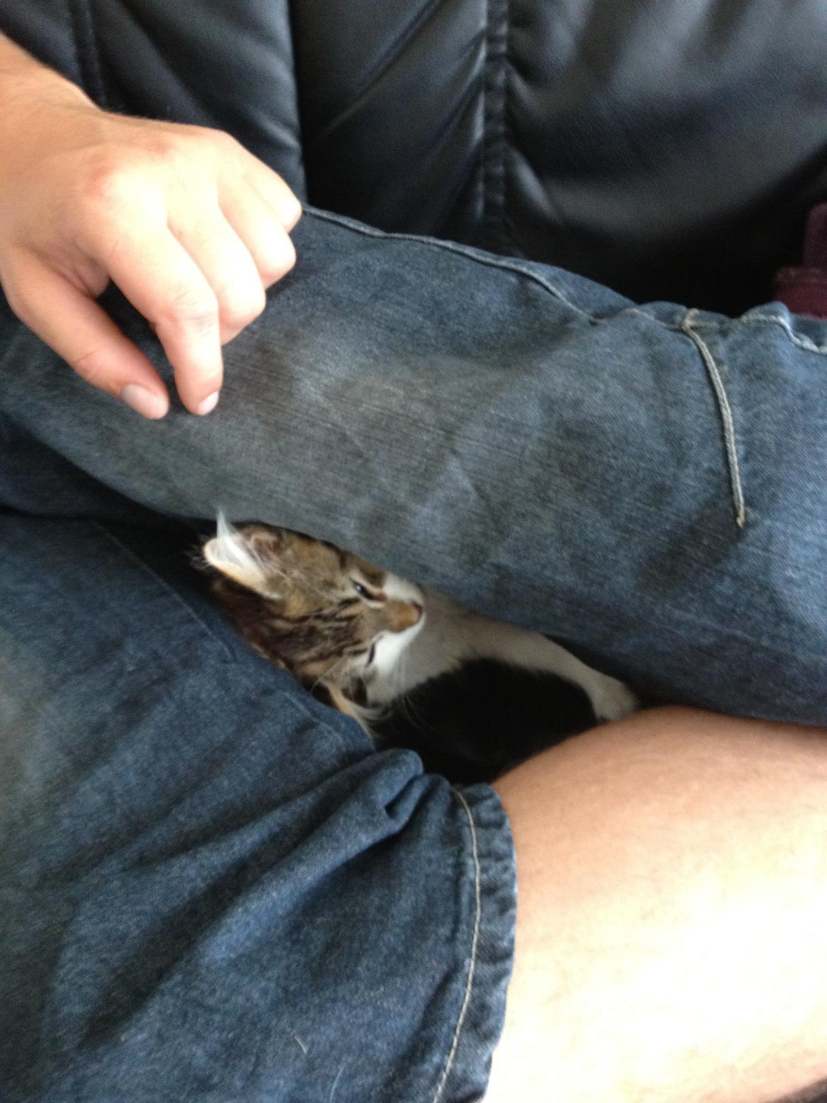 Maine Coon Zeus billede 10